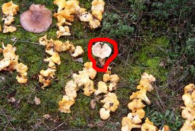 Quiz natalizio (facile)